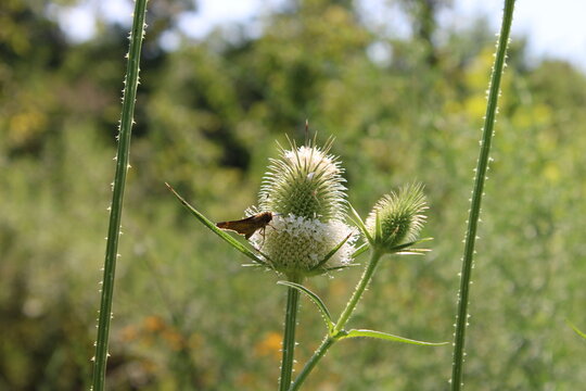 Moth on the Cutleaf teasel