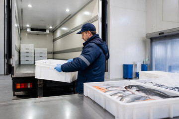 Fototapeta premium A man in a blue jacket is handling white plastic crates filled with fish inside a refrigerated truck or storage area.