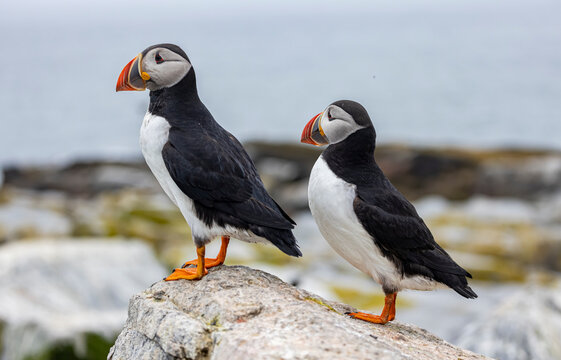 Atlantic Puffin