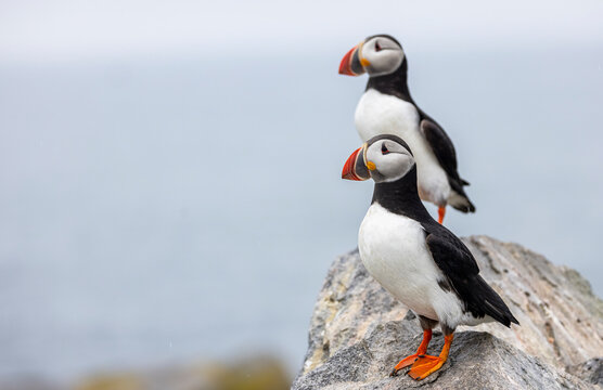 Atlantic Puffin