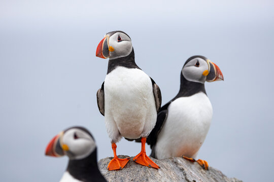 Atlantic Puffin
