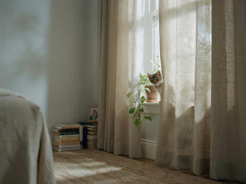 A small tabby kitten peeking from behind beige linen curtains near a window with a potted plant and a stack of books in a cozy living room