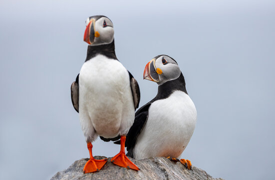 Atlantic Puffin