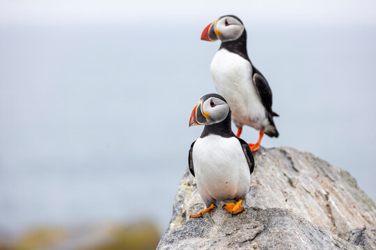 Atlantic Puffin