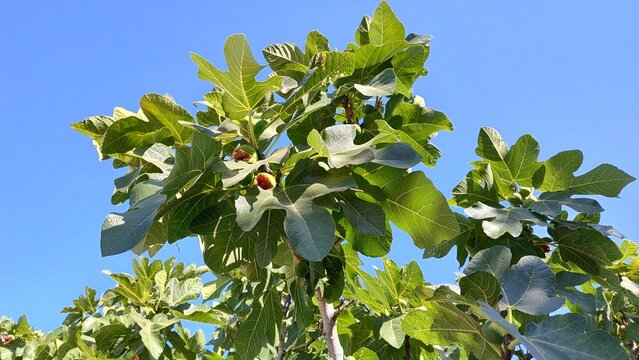 Fig tree canopy with ripening figs against clear blue sky