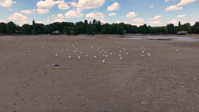 Slow motion aerial footage of a large flock of seagulls taking off and flying above a wide exposed mudflat, with hundreds of birds gathered across the shoreline under a bright summer sky.