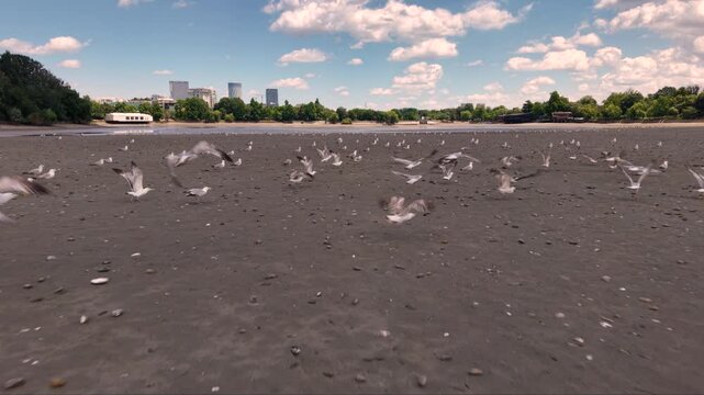 Slow motion aerial footage of a large flock of seagulls taking off and flying above a wide exposed mudflat, with hundreds of birds gathered across the shoreline under a bright summer sky.