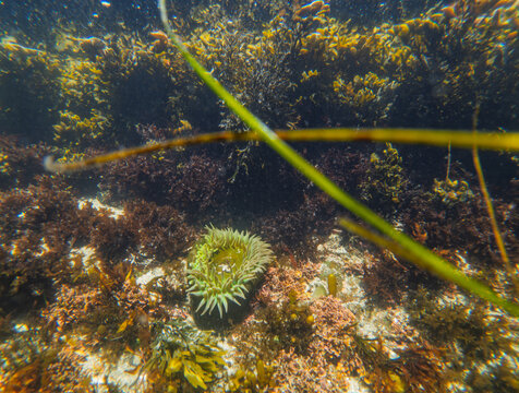 Green sea anemone underwater surrounded by seaweed and reef