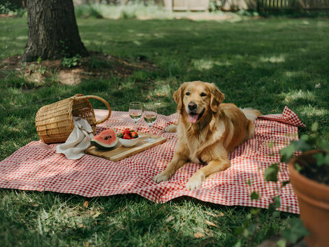 A golden retriever dog lying on a red and white checkered picnic blanket on the grass with a basket, watermelon, and wine glasses in a park