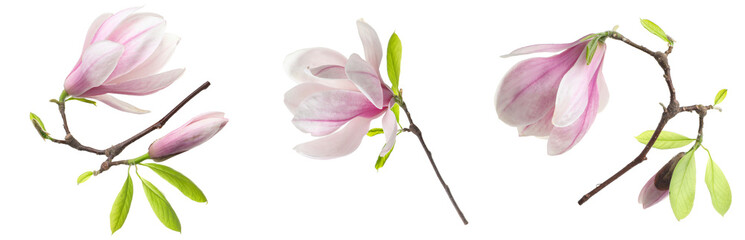 Beautiful magnolia flowers isolated on white, set © New Africa