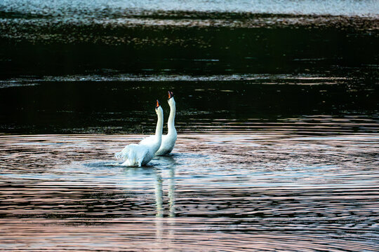 Two mute swans swimming side by side leaving ripples across dark water