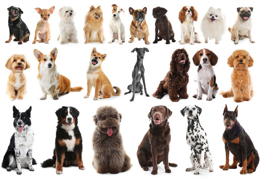 Cute dogs of various breeds and sizes. Collection on white background