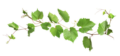 Naklejka premium Grapevine with green leaves on transparent background