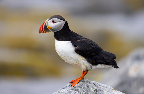 Atlantic Puffin