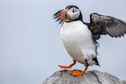 Atlantic Puffin 