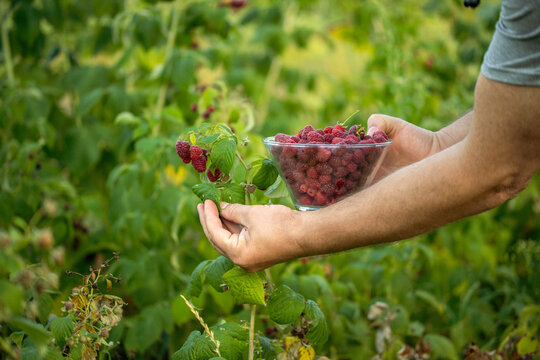 A farmer picks ripe raspberries from a bush and places them in a clear bowl. The farm is green, full of raspberry plants under the sun