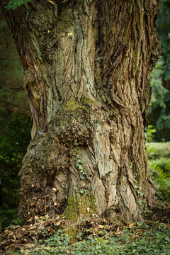 Huge gnarled trunk of an old Caucasian wingnut tree (Pterocarya fraxinifolia) with moss and ivy at Melaten Cemetery