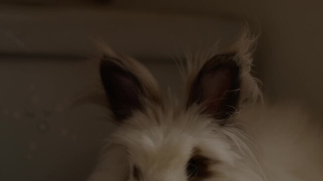 Fluffy bunny with dark markings sits calmly. Soft fur and wide eyes create a gentle impression. Warm lighting enhances cozy, intimate mood. Perfect for pet, animal, or home lifestyle visuals
