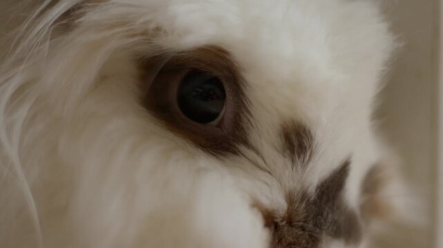 Soft, fluffy bunny with dark eyes peers curiously. White fur with gray patches adds charm to its gentle gaze. Bunny appears calm and relaxed, showing natural innocence. Ideal for cozy animal scenes