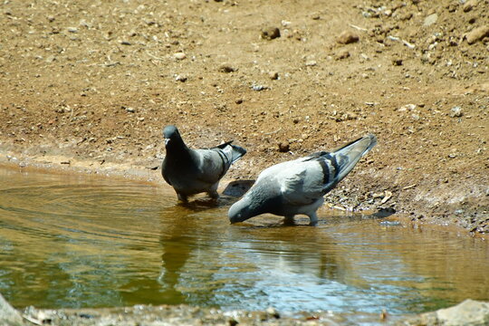 PALOMAS BEBIENDO AGUA EN UNA CHARCA