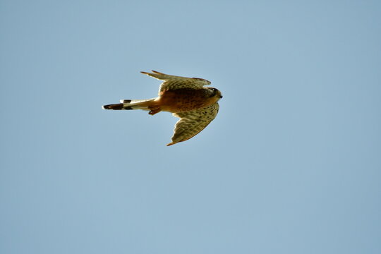 CERN&Iacute;CALO VOLANDO