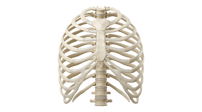 Human rib cage with highlighted joints and sternum
