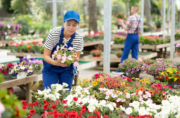 Interested young female garden store employee in blue workwear tending to delicate blooming pink Surfinia plants in pots among colorful variety of flowers © JackF