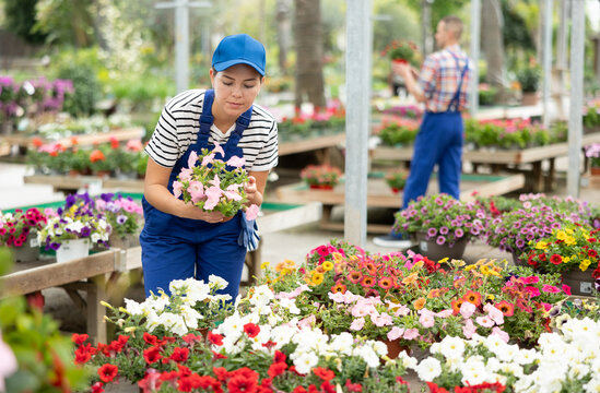 Interested young female garden store employee in blue workwear tending to delicate blooming pink Surfinia plants in pots among colorful variety of flowers