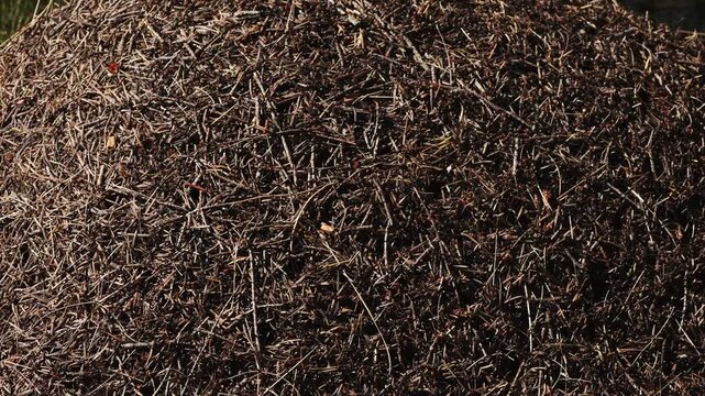 Thousands of tiny wood ants, formica, moving on an anthill highlighted by the sun, thatch mound made of pine needles and other organic forest debris, nature hard at work
