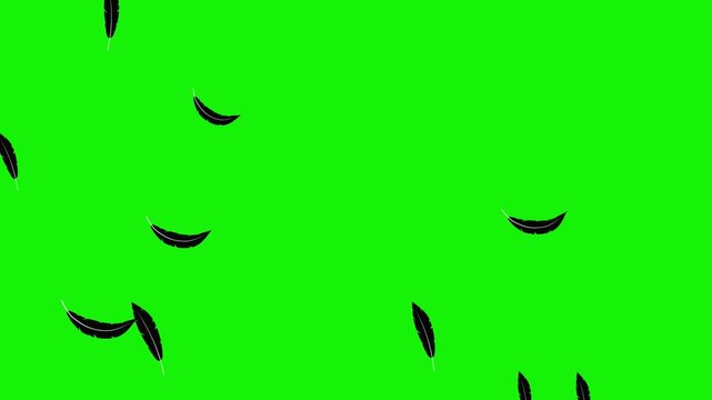 looping animation video of two types of black feathers flying on green screen, black feathers floating from the top left corner to the bottom right, can be used as an element in a spooky-themed video