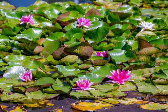 Selective focus of purple pink and white lotus in the water pond, Nymphaea alba also known as the European white water lily is an aquatic flowering plant of the family Nymphaeaceae, Natural background