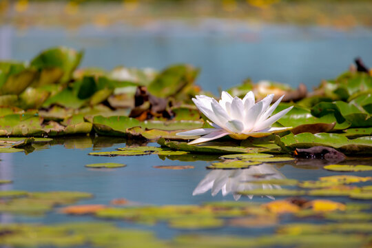 Selective focus of pink lotus flower on water in the pond, Nymphaea alba also known as the European white water lily is an aquatic flowering plant of the family Nymphaeaceae, Natural floral background