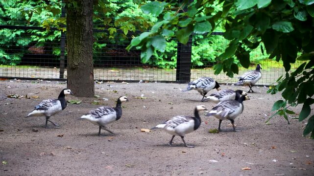 Flock of barnacle geese birds walking together in zoo enclosure
