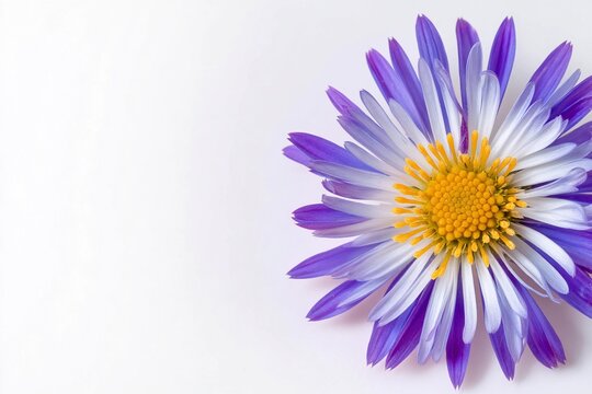 Bright blooming flower with purple petals and yellow center on a clean surface Generative AI