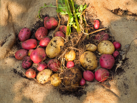 Homegrown freshly harvested organic red and white potatoes on burlap fabric
