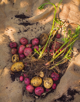 Homegrown freshly harvested organic red and white potatoes on burlap fabric; high angle view