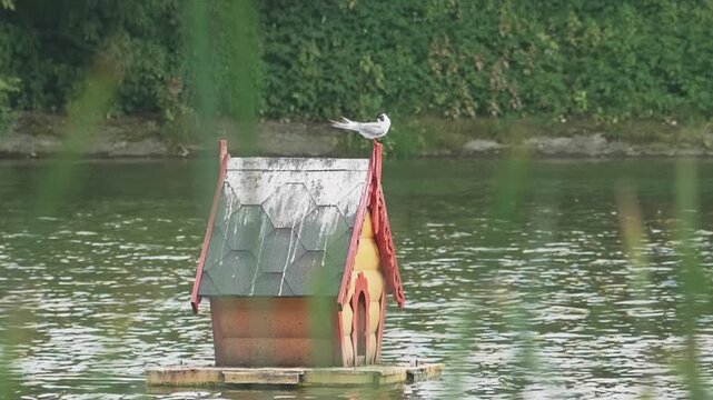 Wooden floating birdhouse on a pond with a common tern perched on the roof preening its feathers