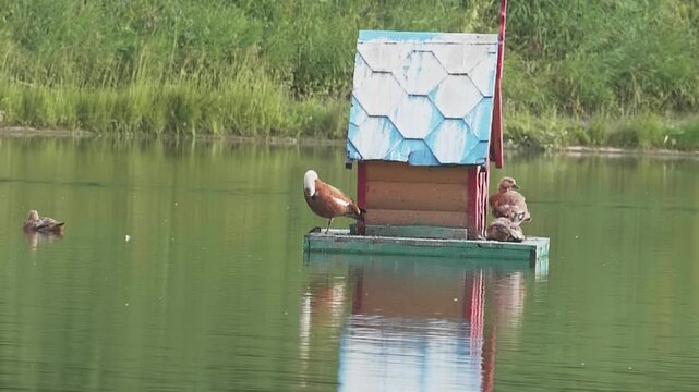 Ruddy shelduck standing on a wooden floating duck house on a quiet pond in summer