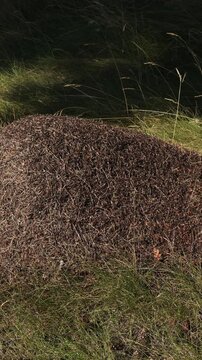 Thousands of tiny wood ants, formica, moving on an anthill highlighted by the sun, thatch mound made of pine needles and other organic forest debris, nature hard at work
