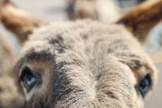 Burro head closeup