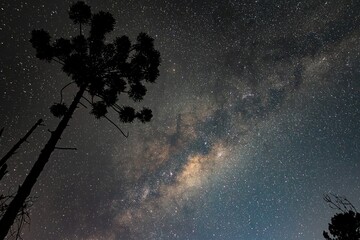 milky way and a tree © CaioLuiz