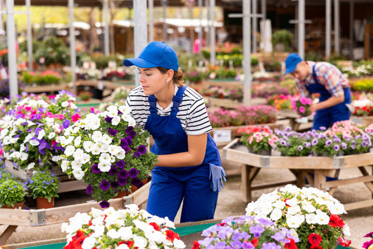 Enthusiastic young female florist in blue overalls setting up attractive display of petunia pots, preparing colorful blooms for customers at open sunlit garden center