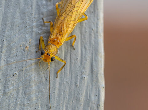 Yellow Stonefly Insect Close-up on White Painted Wood