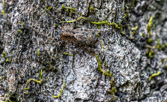 Camouflaged Spider Blending Into Lichen-Covered Tree Bark
