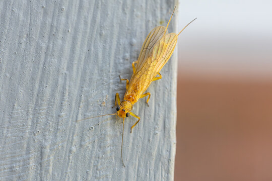 Yellow Stonefly Insect Close-up on White Painted Wood