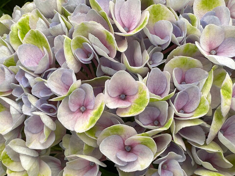 Beautiful flowering pink hydrangea