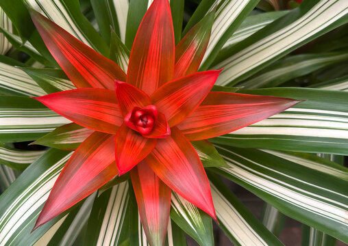 Droophead tufted airplant or scarlet star (lat.- Guzmania lingulata)