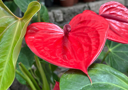 Red flower Anthurium in the greenhouse
