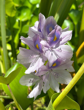 Water hyacinth Eichornia (Eichornia crassipes) in an artificial pond