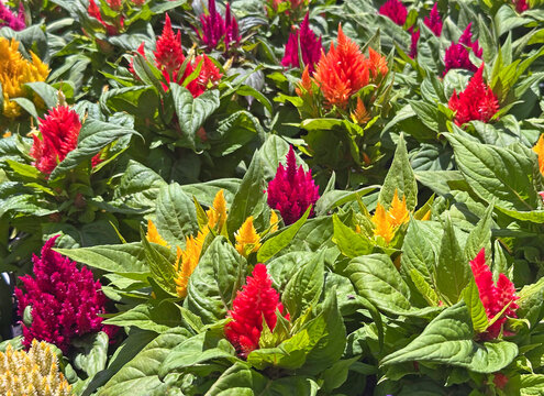 Celosia plumed cockscomb (lat.- Celosia argentea)